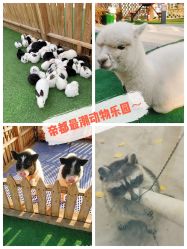 -萌宠亲子动物乐园(槐房万达店)