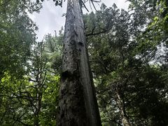 -五营红松林海景区