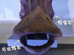 -中国西峡恐龙遗迹园
