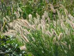 -昆山城市生态森林公园