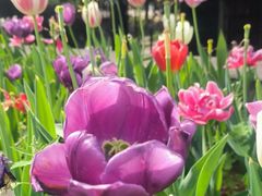 -洛阳郁金香牡丹园