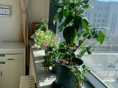 -首都医科大学附属北京天坛医院