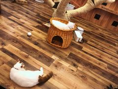-袖虎·猫馆(体育西路店)