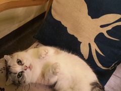 -猫色咖啡·猫咖