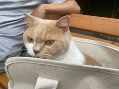 -瑞鹏宠物医院·宠保定点·心脏科·内科(御桥分院)