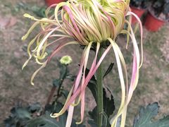 -上海市龙华烈士陵园