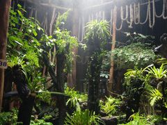 -绿光森林餐厅