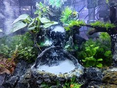 -花鸟鱼虫鲜花绿植市场(玉泉路店)