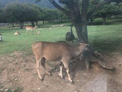 -西安秦岭野生动物园