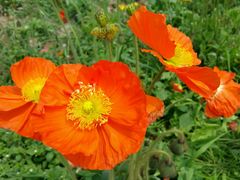 -绵阳盛世樱花悠乐谷