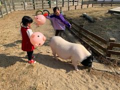 -田园东方蜜桃村的田野营地