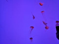 -沈阳海洋探索中心