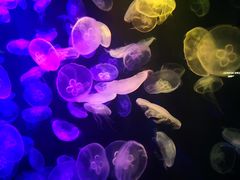 -新加坡海洋生态馆