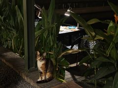 -喜洲吧·江畔老船厂·庭院餐厅(喜临院店)