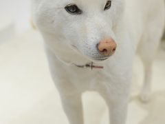 -柴务处·柴犬主题狗咖