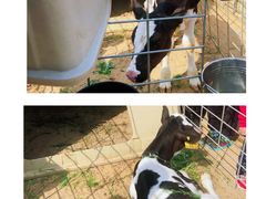 -君乐宝优致牧场