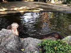 -清迈夜间动物园