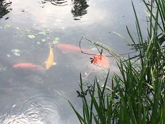 -西湖游船