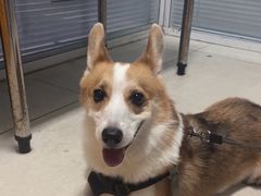 -瑞派福兴宠物医院犬猫全科·骨科·中西医结合(河东店)