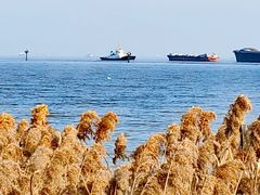 -上海吴淞炮台湾国家湿地公园