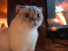 -喵园·猫主题咖啡厅·撸猫·猫咖(国贸店)