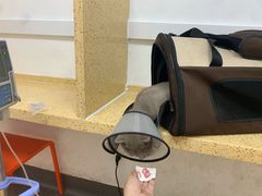 -伟伟宠物医院·瑞派猫友好医院·猫科(光谷店)