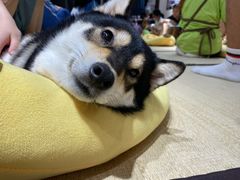 -逗柴咖啡屋·狗咖猫咖宠物桌游