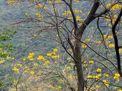 -梧桐山风景名胜区