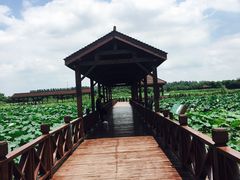 -荷塘月色湿地公园·向阳花洲