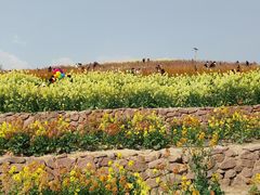 -三圣花乡旅游区