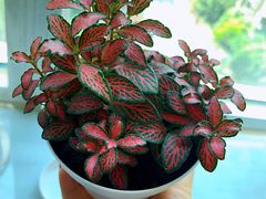 -鹿岛会员店 (龙湖三千集天街店)