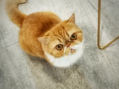 -猫房·猫吧·猫咖(龙湖时代汇店)