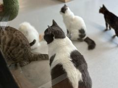 -Cappucimeow猫咪咖啡馆(韦伯时代店)