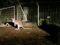-清迈夜间动物园