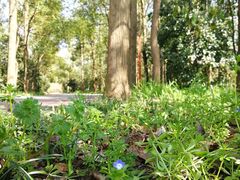 -崇明东平国家森林公园烧烤房车露营地