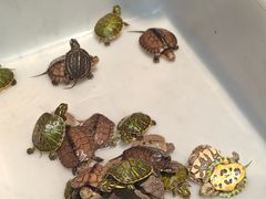 -清平路水族市场