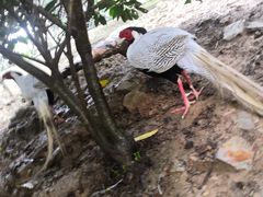 -泉州海丝野生动物世界