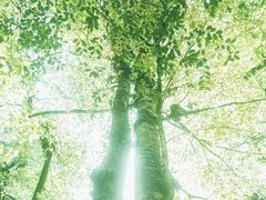 -龙苍沟森林公园