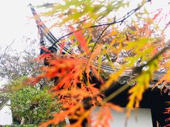 -秋霞圃