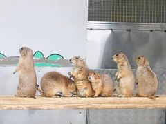 -大连森林动物园