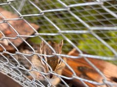 -莫尔道嘎国家森林公园