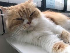 -喵的天空名猫咖啡馆·撸猫·猫舍·用品