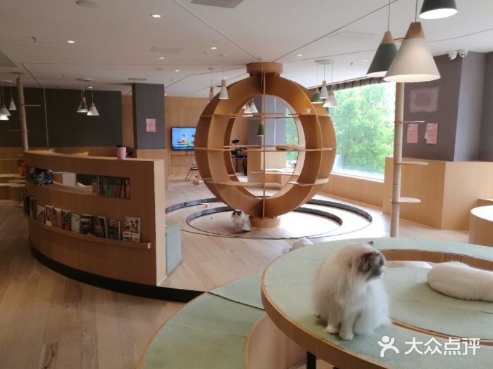 CAT’S MEWSTAR CAFE·喵星球猫屋(晴湾咖啡店)图片