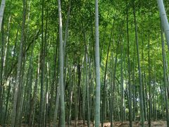 -上海佘山国家森林公园天马山园