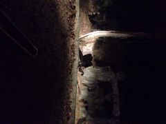 iphone_upload_pic-清迈夜间动物园