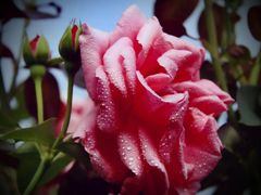 -洪湖湿地生态园