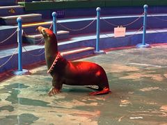 -烟台海昌鲸鲨海洋公园