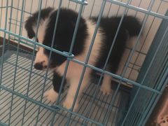 -翊宠yipet猫狗购宠庄园犬舍•猫舍