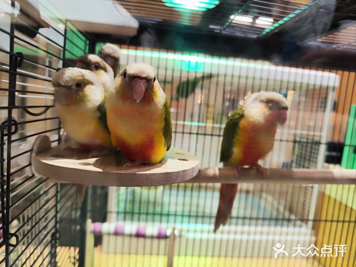 帕帕拉兹宠物(亚洲旗舰店)图片