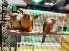 -帕帕拉兹宠物(亚洲旗舰店)